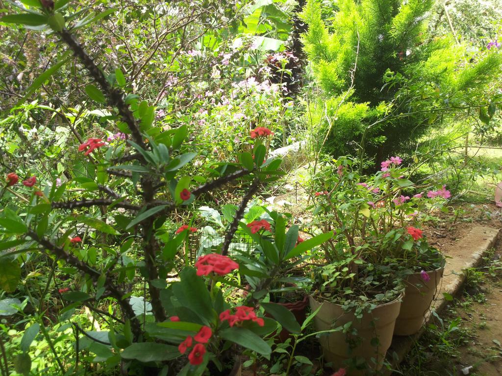 Athens Cottage Munnar Exterior photo